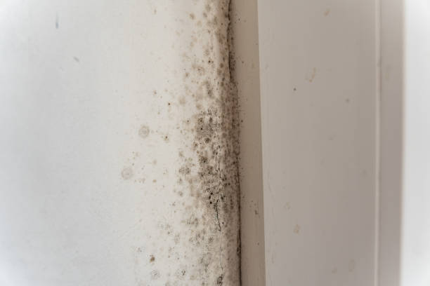 Mold Odor Removal Services in Franklin, WI